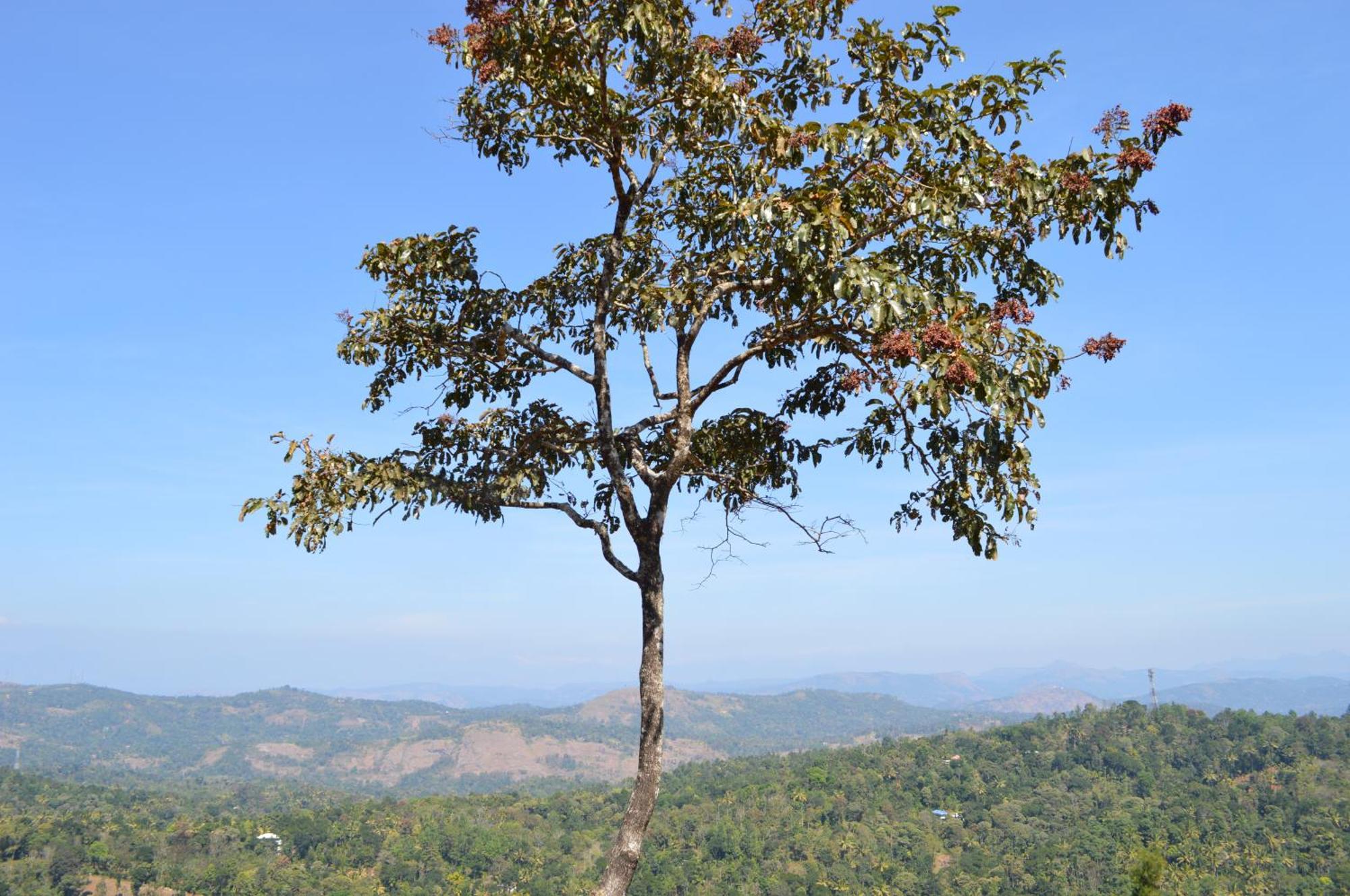 Ashramam Health Resort Kattappana Dış mekan fotoğraf